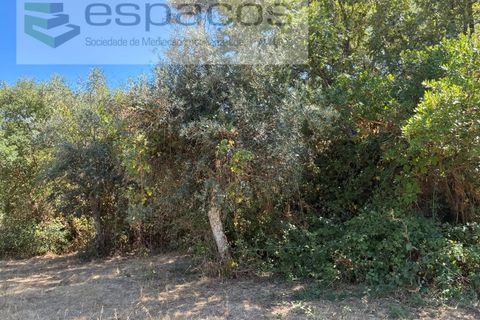 Terra a Fundao, Castelo Branco, Fundao - € 13.000 | Ref: 5841/CP - foto 6