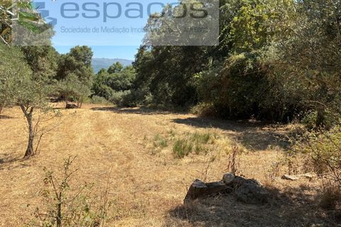 Terra a Fundao, Castelo Branco, Fundao - € 13.000 | Ref: 5841/CP - foto 7