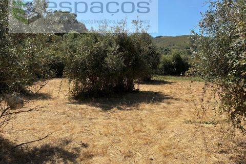 Terra a Fundao, Castelo Branco, Fundao - € 13.000 | Ref: 5841/CP - foto 8