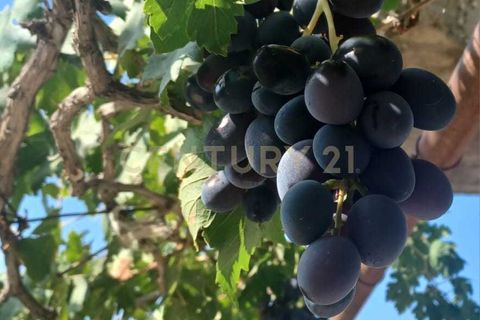 Erhvervsejendom i Belpasso, Catania, Belpasso - € 40.000 | Ref: 01-013 - foto 5