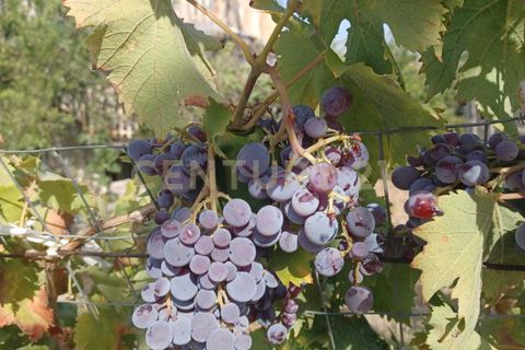 Erhvervsejendom i Belpasso, Catania, Belpasso - € 40.000 | Ref: 01-013 - foto 7