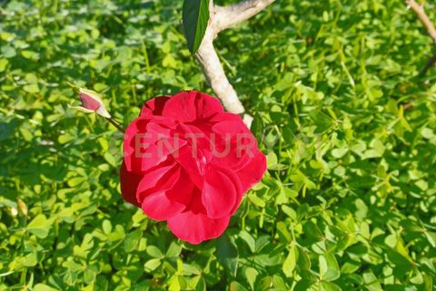 Erhvervsejendom i Belpasso, Catania, Belpasso - € 40.000 | Ref: 01-013 - foto 13