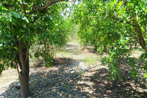 Erhvervsejendom i Belpasso, Catania, Belpasso - € 40.000 | Ref: 01-013 - foto 15