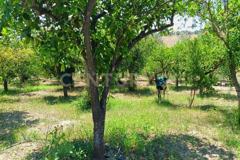 Erhvervsejendom i Belpasso, Catania, Belpasso - € 40.000 | Ref: 01-013 - foto 22