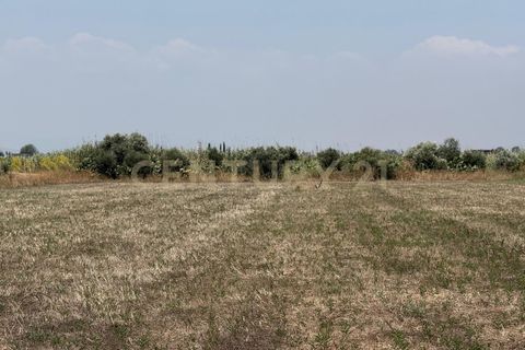 Erhvervsejendom i Lentini, Siracusa, Lentini - € 22.500 | Ref: 014-002 - foto 11