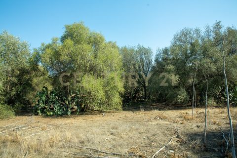 Terra a Belpasso, Catania, Belpasso - € 219.000 | Ref: 012-005 - foto 12
