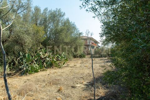 Terra a Belpasso, Catania, Belpasso - € 219.000 | Ref: 012-005 - foto 13