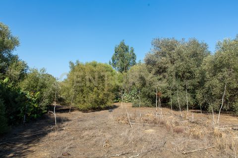 Terra a Belpasso, Catania, Belpasso - € 219.000 | Ref: 012-005 - foto 14