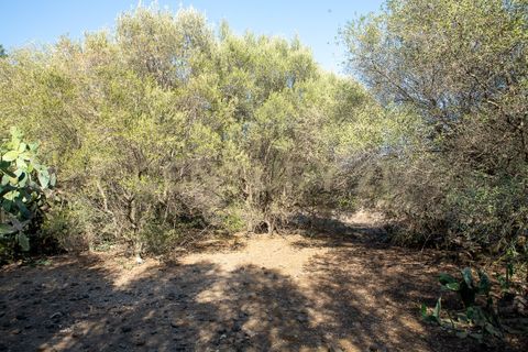 Terra a Belpasso, Catania, Belpasso - € 219.000 | Ref: 012-005 - foto 15