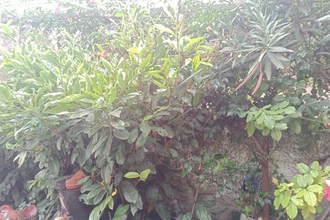 Byhus i Ventimiglia, Imperia, Ventimiglia - € 190.000 | Ref: 283210 - foto 33