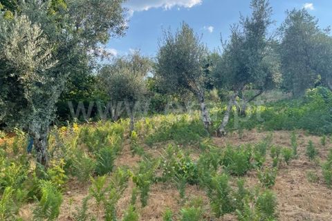 Helårsgrund i Covilha, Castelo Branco, Covilha - € 40.000 | Ref: 394250084 - foto 9