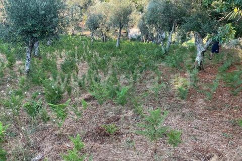 Helårsgrund i Covilha, Castelo Branco, Covilha - € 40.000 | Ref: 394250084 - foto 10