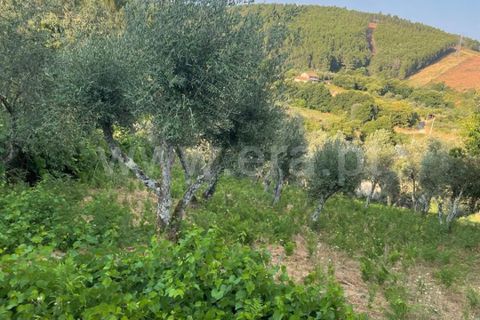 Helårsgrund i Covilha, Castelo Branco, Covilha - € 40.000 | Ref: 394250084 - foto 11