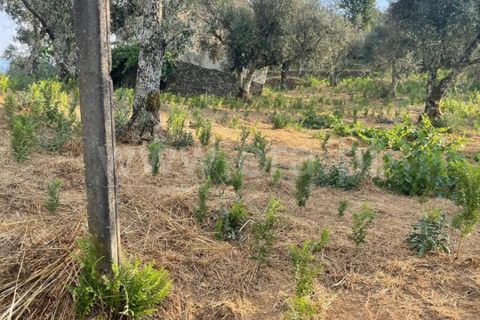 Helårsgrund i Covilha, Castelo Branco, Covilha - € 40.000 | Ref: 394250084 - foto 13