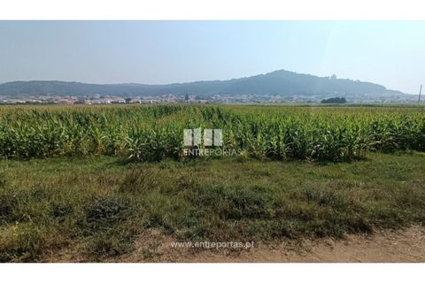 Terra a Areosa, Viana do Castelo, Areosa - € 26.000 | Ref: VCM14481 - foto 2