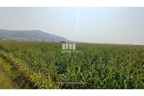 Terra a Areosa, Viana do Castelo, Areosa - € 26.000 | Ref: VCM14481 - foto 8