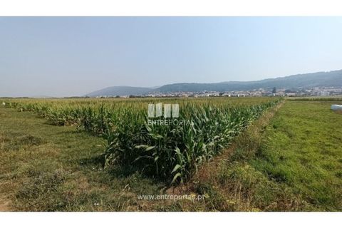 Terra a Areosa, Viana do Castelo, Areosa - € 26.000 | Ref: VCM14481 - foto 15