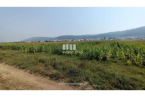 Terra a Areosa, Viana do Castelo, Areosa - € 26.000 | Ref: VCM14481 - foto 16