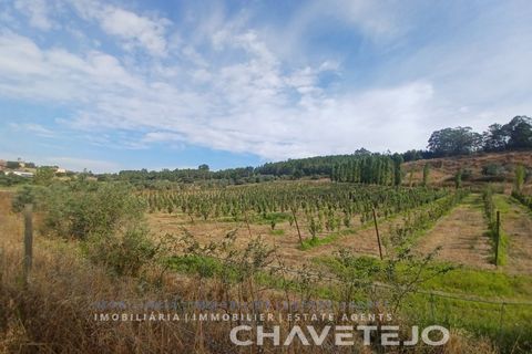Farm i Serra, Santarem, Serra - € 95.000 | Ref: 704/25 - foto 2