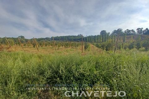 Farm i Serra, Santarem, Serra - € 95.000 | Ref: 704/25 - foto 1