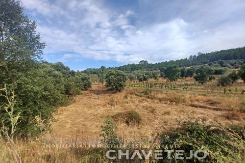 Farm i Serra, Santarem, Serra - € 95.000 | Ref: 704/25 - foto 3