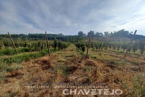 Farm i Serra, Santarem, Serra - € 95.000 | Ref: 704/25 - foto 4