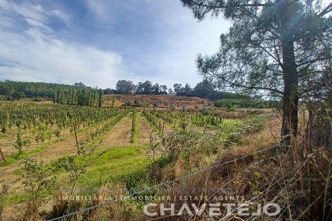 Farm i Serra, Santarem, Serra - € 95.000 | Ref: 704/25 - foto 5