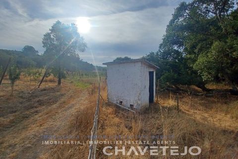 Farm i Serra, Santarem, Serra - € 95.000 | Ref: 704/25 - foto 7