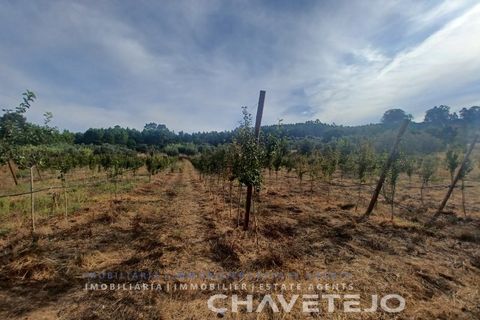 Farm i Serra, Santarem, Serra - € 95.000 | Ref: 704/25 - foto 8