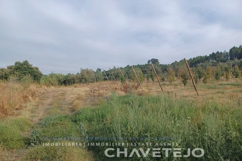 Farm i Serra, Santarem, Serra - € 95.000 | Ref: 704/25 - foto 11