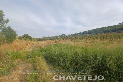 Farm i Serra, Santarem, Serra - € 95.000 | Ref: 704/25 - foto 12