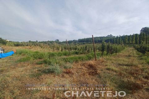 Farm i Serra, Santarem, Serra - € 95.000 | Ref: 704/25 - foto 13
