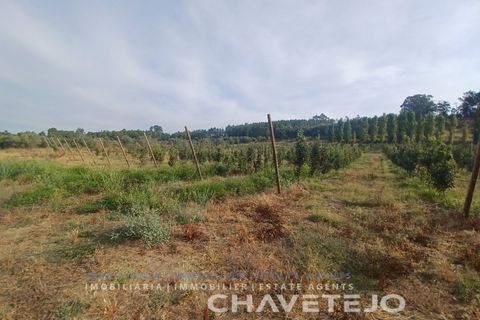 Farm i Serra, Santarem, Serra - € 95.000 | Ref: 704/25 - foto 14