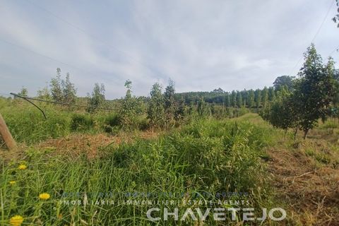 Farm i Serra, Santarem, Serra - € 95.000 | Ref: 704/25 - foto 15