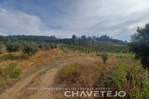 Farm i Serra, Santarem, Serra - € 95.000 | Ref: 704/25 - foto 19