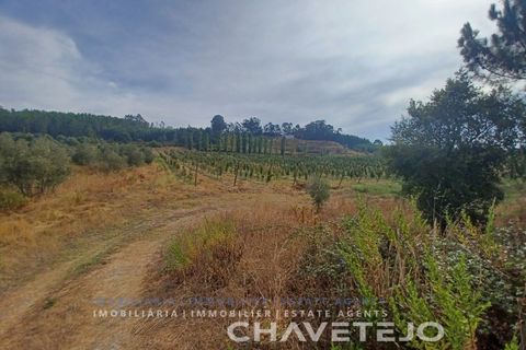 Farm i Serra, Santarem, Serra - € 95.000 | Ref: 704/25 - foto 21