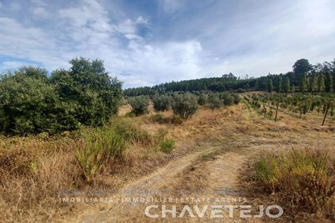 Farm i Serra, Santarem, Serra - € 95.000 | Ref: 704/25 - foto 22