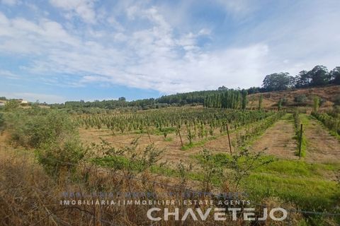 Farm i Serra, Santarem, Serra - € 95.000 | Ref: 704/25 - foto 23