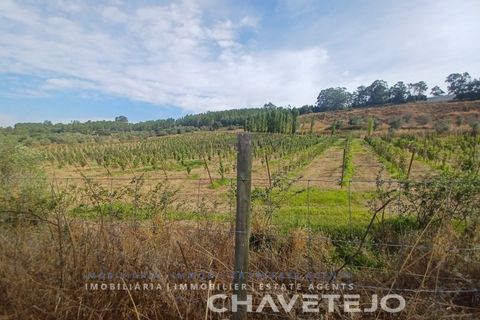 Farm i Serra, Santarem, Serra - € 95.000 | Ref: 704/25 - foto 24