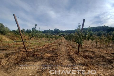 Farm i Serra, Santarem, Serra - € 95.000 | Ref: 704/25 - foto 25