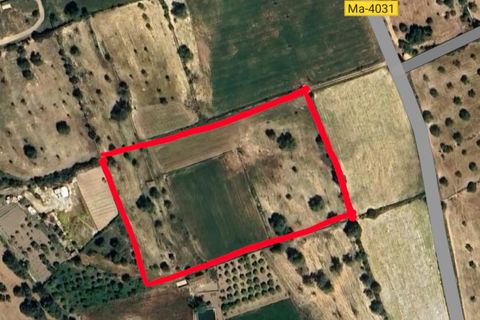 Helårsgrund i Son Servera, Mallorca, Son Servera - € 400.000 | Ref: FALC-HeMa-73580 - foto 8