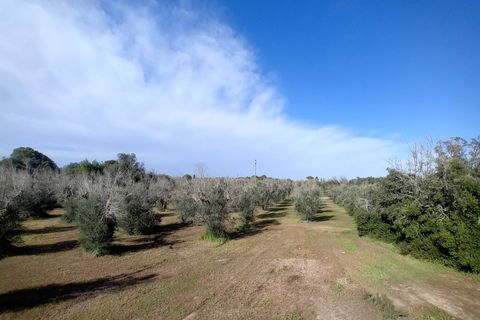 Helårsgrund i Ortelle, Lecce, Ortelle - € 59.000 | Ref: 21 - foto 6