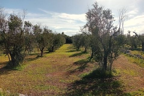Helårsgrund i Ortelle, Lecce, Ortelle - € 59.000 | Ref: 21 - foto 12