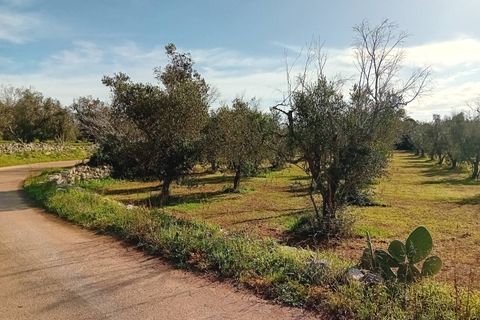 Helårsgrund i Ortelle, Lecce, Ortelle - € 59.000 | Ref: 21 - foto 13