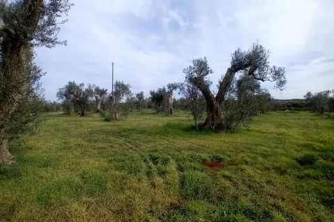 Tomt i Giuggianello, Lecce, Giuggianello - € 25 000 | Ref: 22 - foto 3