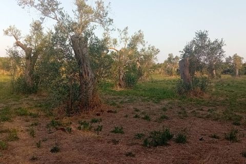 Tomt i Giuggianello, Lecce, Giuggianello - € 25 000 | Ref: 22 - foto 10