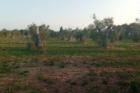 Tomt i Giuggianello, Lecce, Giuggianello - € 25 000 | Ref: 22 - foto 12