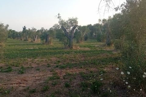 Tomt i Giuggianello, Lecce, Giuggianello - € 25 000 | Ref: 22 - foto 13