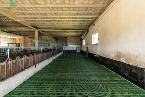 Villa a Longroiva, Guarda, Longroiva - € 610.000 | Ref: PTL-001-118 - foto 11