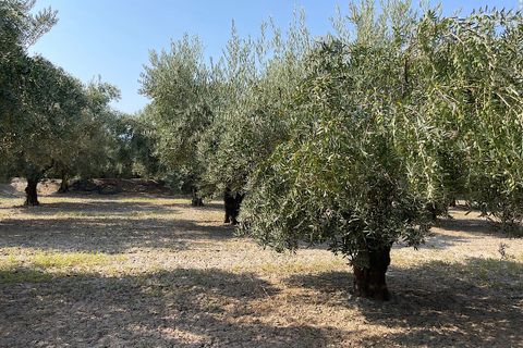 Landejendom i Tabernas, Almeria, Tabernas - € 275.000 | Ref: CAL438-25 - foto 46